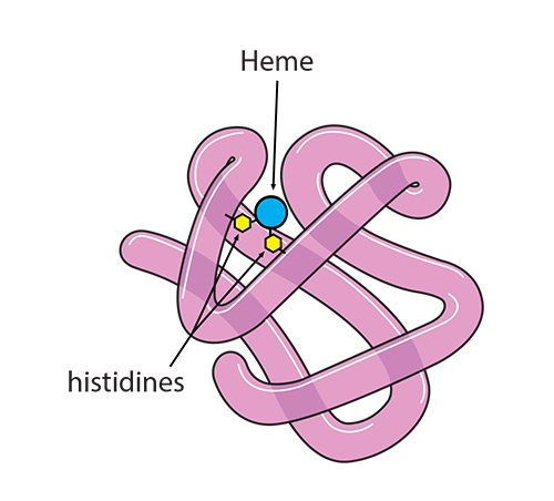 
							
								A globin chain. A protoporphyrin ring connecting two lengths of the chain is shown, and its constituent parts (heme and histidines) are labeled. 
							
							
